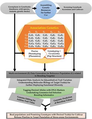 Assessing and Exploiting Functional Diversity in Germplasm Pools to Enhance Abiotic Stress Adaptation and Yield in Cereals and Food Legumes